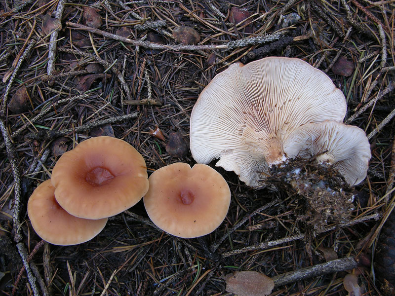Nei boschi del mauretto..quando il gatto non c''�...